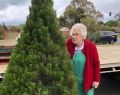 Beverley - Christmas tree lady