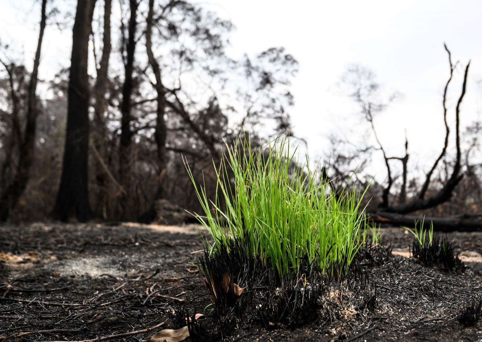 Image of a post bushfire land