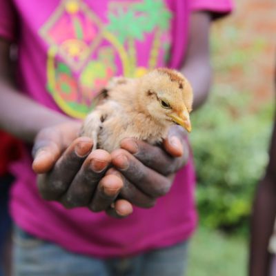 Hands holding a chicken